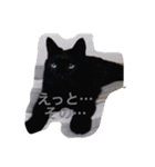 猫生活（個別スタンプ：8）