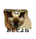 猫生活（個別スタンプ：9）