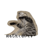 猫生活（個別スタンプ：12）