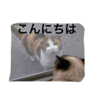 猫生活（個別スタンプ：13）