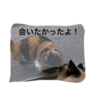 猫生活（個別スタンプ：14）