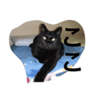 猫生活（個別スタンプ：15）