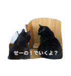 猫生活（個別スタンプ：16）