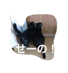猫生活（個別スタンプ：17）