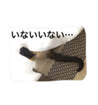 猫生活（個別スタンプ：18）