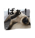 猫生活（個別スタンプ：19）
