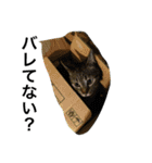 猫生活（個別スタンプ：21）