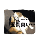猫生活（個別スタンプ：22）