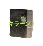 猫生活（個別スタンプ：23）