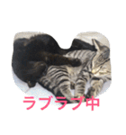 猫生活（個別スタンプ：24）