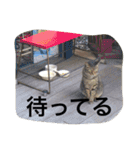 猫生活（個別スタンプ：26）