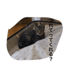 猫生活（個別スタンプ：28）