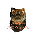 猫生活（個別スタンプ：29）