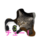 猫生活（個別スタンプ：30）