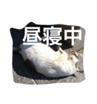 猫生活（個別スタンプ：31）