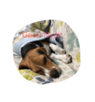 ビーグル犬 ミル（個別スタンプ：1）