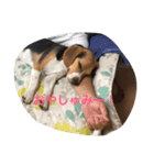 ビーグル犬 ミル（個別スタンプ：2）