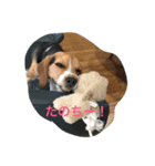 ビーグル犬 ミル（個別スタンプ：3）