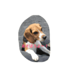 ビーグル犬 ミル（個別スタンプ：4）