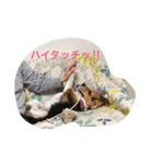 ビーグル犬 ミル（個別スタンプ：5）