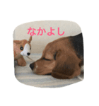 ビーグル犬 ミル（個別スタンプ：6）