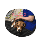 ビーグル犬 ミル（個別スタンプ：7）