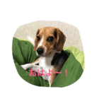 ビーグル犬 ミル（個別スタンプ：8）