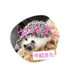 ハリネズミのウニ（個別スタンプ：2）