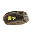 ハリネズミのウニ（個別スタンプ：5）