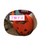 ハリネズミのウニ（個別スタンプ：7）