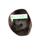 ハリネズミのウニ（個別スタンプ：8）