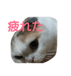 わが家のスコタン（個別スタンプ：2）