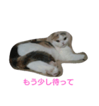 わが家のスコタン（個別スタンプ：3）
