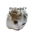 わが家のスコタン（個別スタンプ：4）