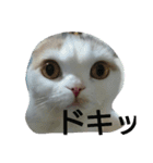 わが家のスコタン（個別スタンプ：5）