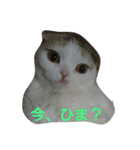 わが家のスコタン（個別スタンプ：6）