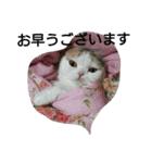 わが家のスコタン（個別スタンプ：8）