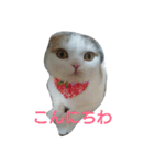 わが家のスコタン（個別スタンプ：10）
