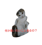 わが家のスコタン（個別スタンプ：12）