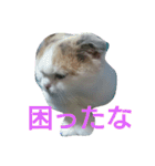 わが家のスコタン（個別スタンプ：13）