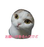 わが家のスコタン（個別スタンプ：14）