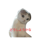 わが家のスコタン（個別スタンプ：15）