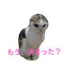 わが家のスコタン（個別スタンプ：18）
