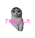 わが家のスコタン（個別スタンプ：21）