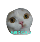 わが家のスコタン（個別スタンプ：22）