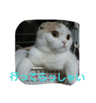 わが家のスコタン（個別スタンプ：23）