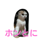 わが家のスコタン（個別スタンプ：24）