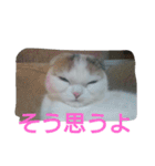 わが家のスコタン（個別スタンプ：25）