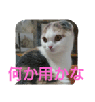 わが家のスコタン（個別スタンプ：27）