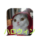 わが家のスコタン（個別スタンプ：28）